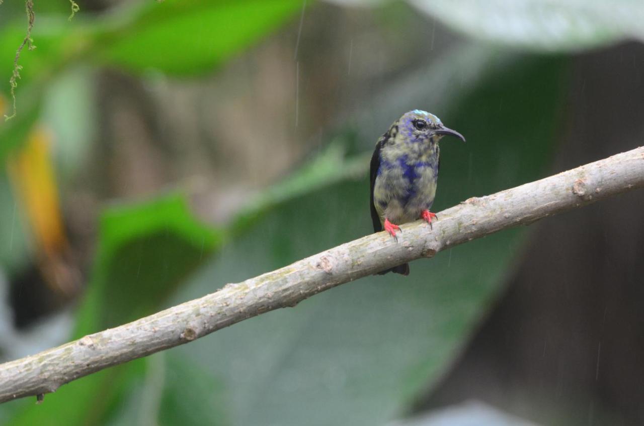 Birds & Breakfast Costa Rica Bed and Breakfast La Tigra  Buitenkant foto