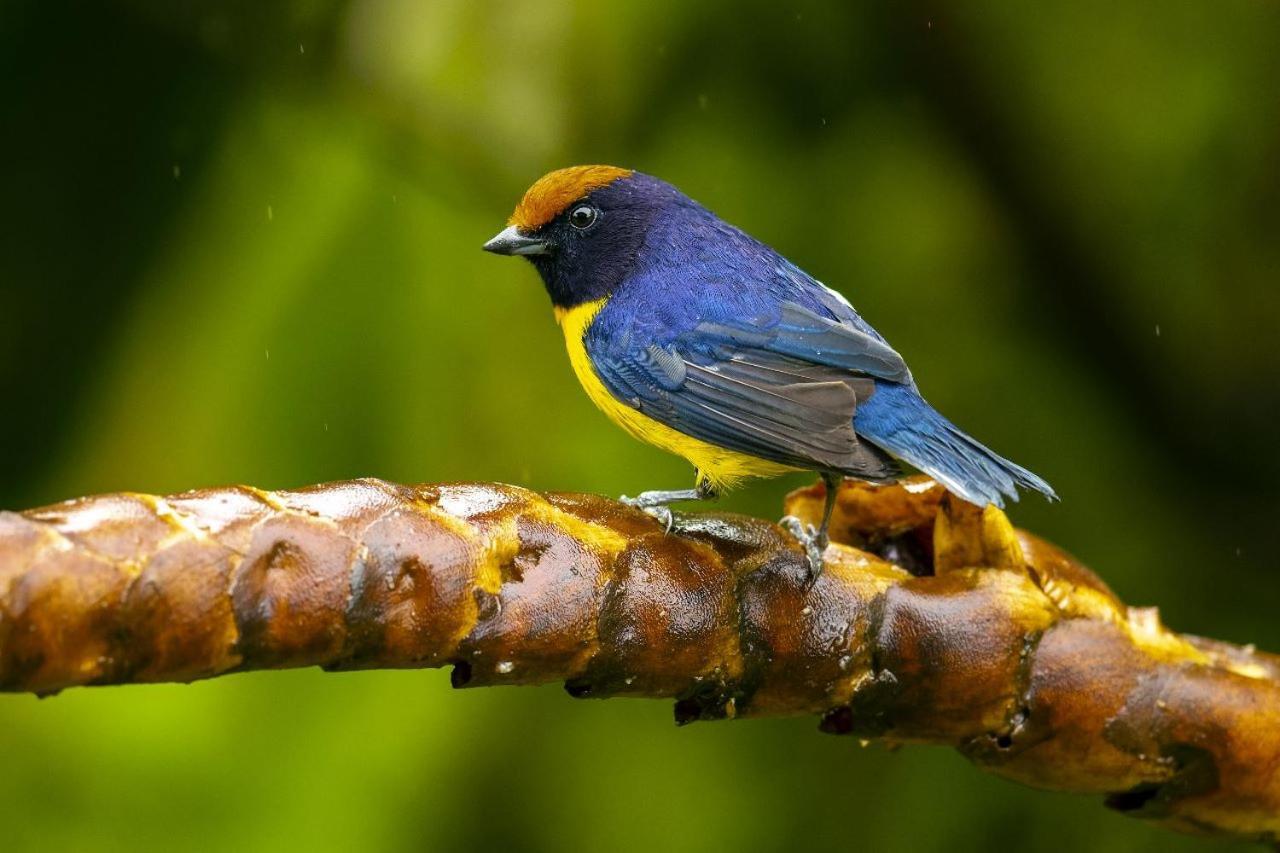 Birds & Breakfast Costa Rica Bed and Breakfast La Tigra  Buitenkant foto
