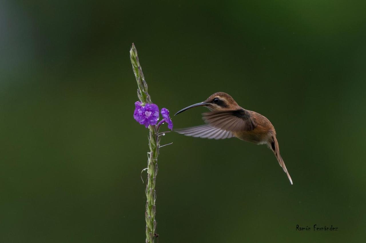 Birds & Breakfast Costa Rica Bed and Breakfast La Tigra  Buitenkant foto
