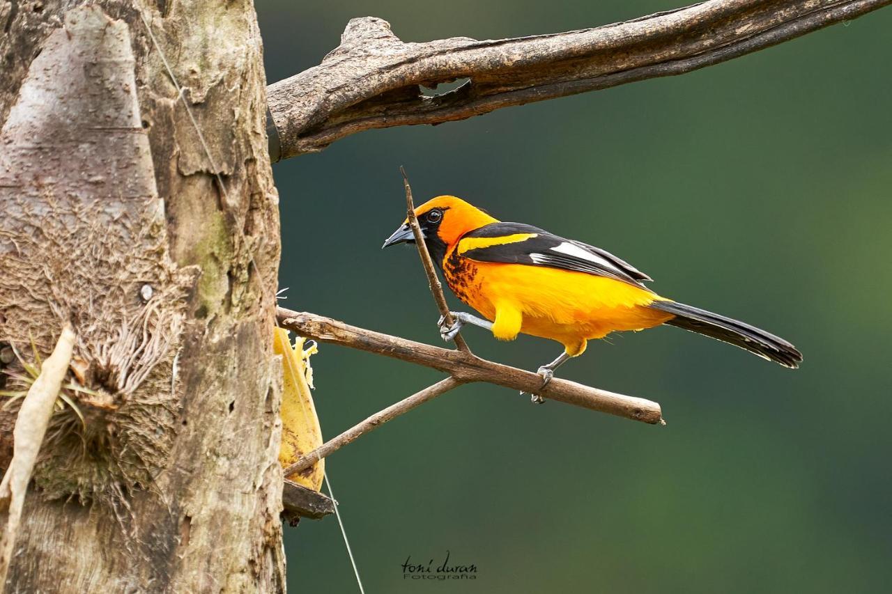Birds & Breakfast Costa Rica Bed and Breakfast La Tigra  Buitenkant foto