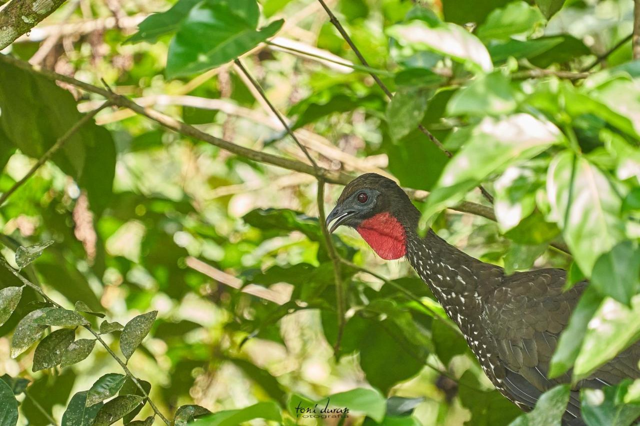 Birds & Breakfast Costa Rica Bed and Breakfast La Tigra  Buitenkant foto