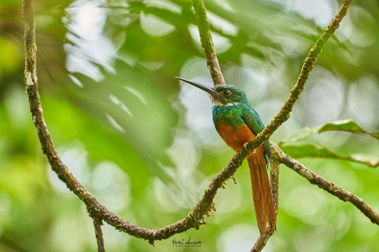 Birds & Breakfast Costa Rica Bed and Breakfast La Tigra  Buitenkant foto