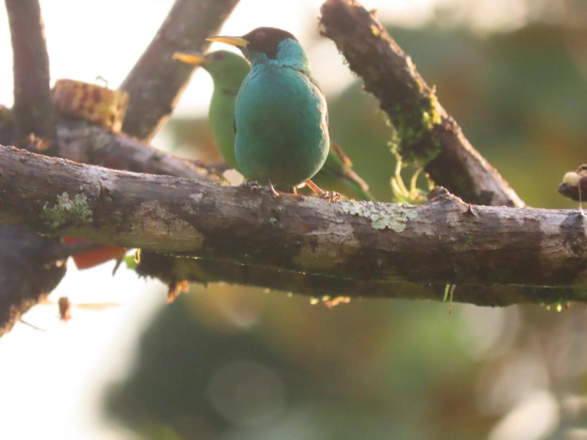 Birds & Breakfast Costa Rica Bed and Breakfast La Tigra  Buitenkant foto