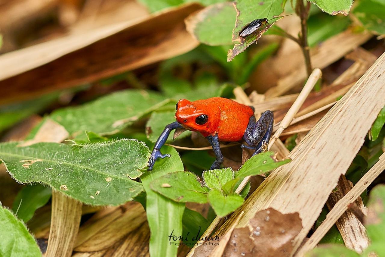 Birds & Breakfast Costa Rica Bed and Breakfast La Tigra  Buitenkant foto