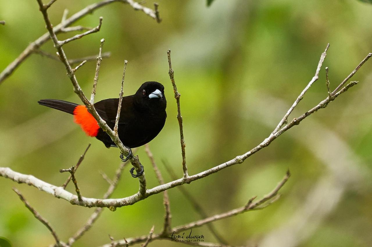 Birds & Breakfast Costa Rica Bed and Breakfast La Tigra  Buitenkant foto