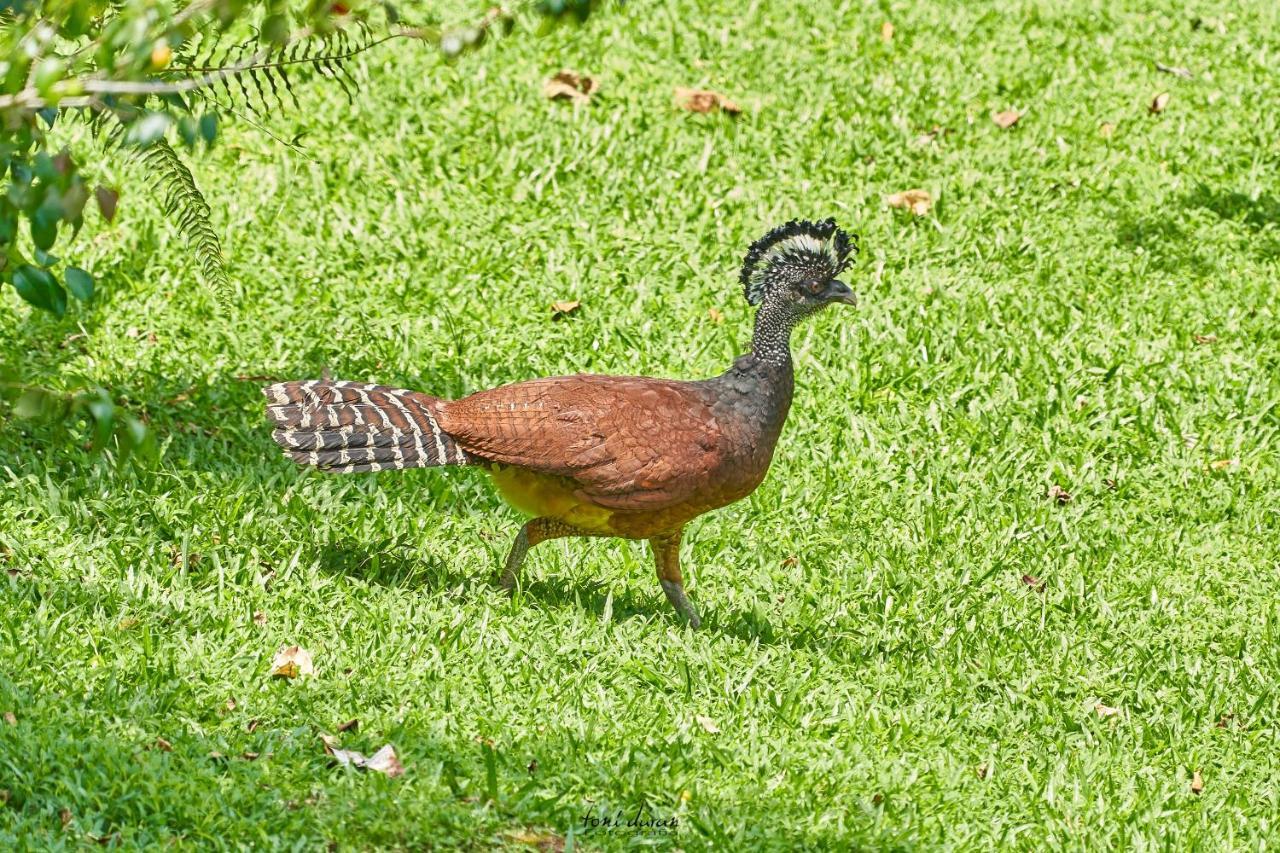 Birds & Breakfast Costa Rica Bed and Breakfast La Tigra  Buitenkant foto
