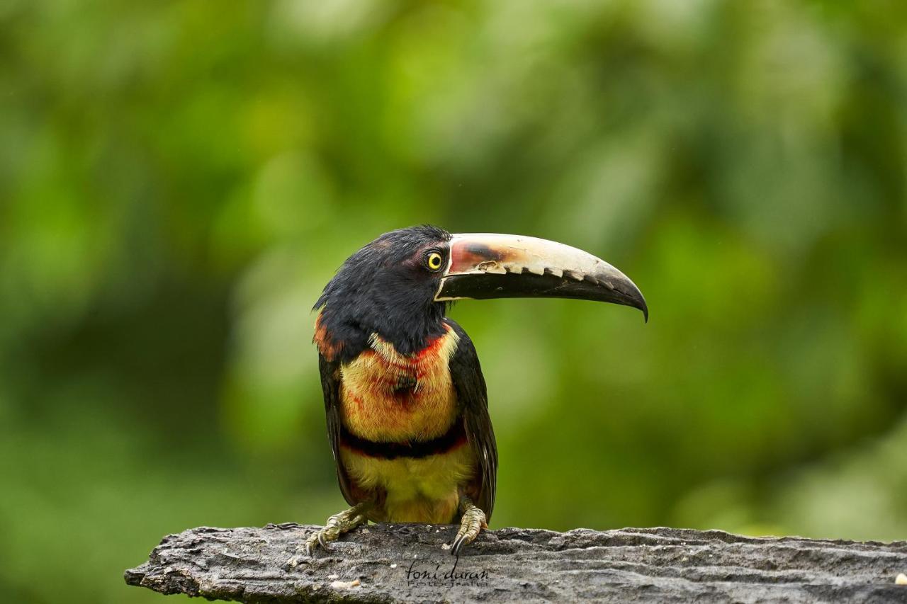 Birds & Breakfast Costa Rica Bed and Breakfast La Tigra  Buitenkant foto