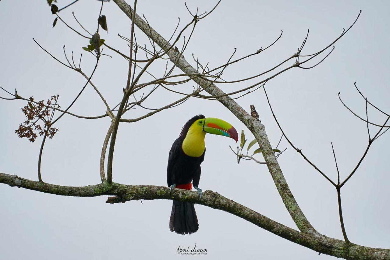 Birds & Breakfast Costa Rica Bed and Breakfast La Tigra  Buitenkant foto