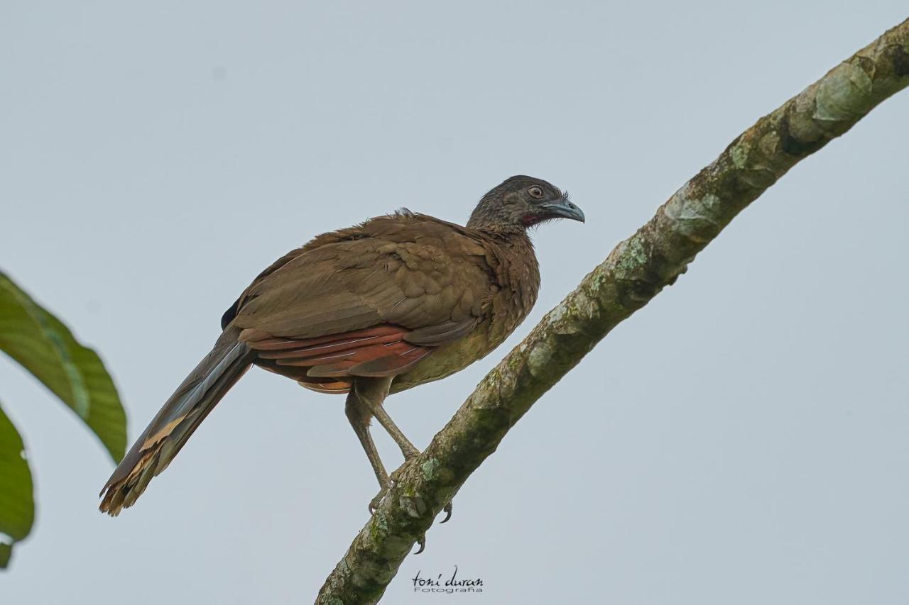 Birds & Breakfast Costa Rica Bed and Breakfast La Tigra  Buitenkant foto