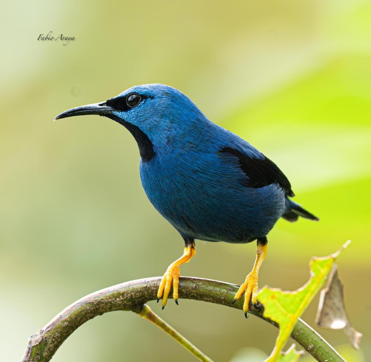 Birds & Breakfast Costa Rica Bed and Breakfast La Tigra  Buitenkant foto